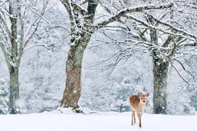 Nara Park & Mt. Rokko Snow Park Day Trip (From Osaka) - A snow morning and a deer-filled afternoon