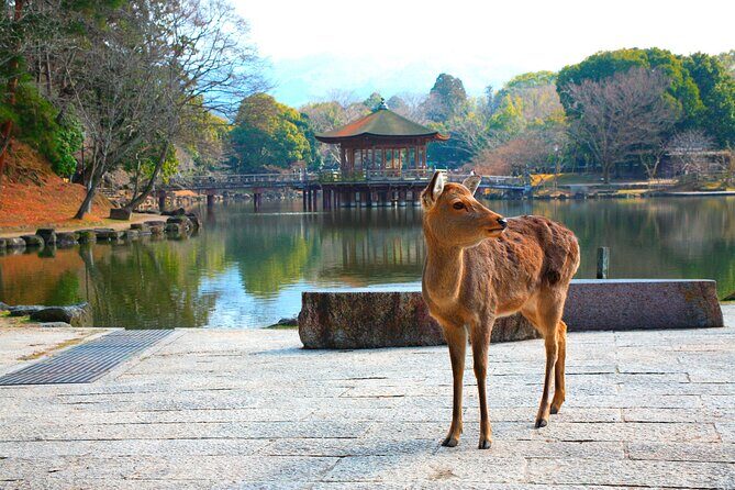 Nara Park, Osaka & Kobe from Kyoto Full Day tour - Key Points