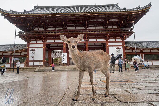 Nara Park, Osaka & Kobe from Kyoto Full Day tour - Final Thoughts