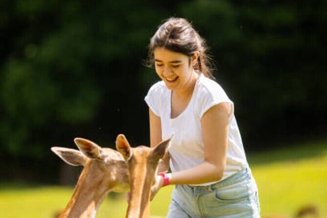 Nara Personalized Half Day Food Tour with a Local Guide - Key Points