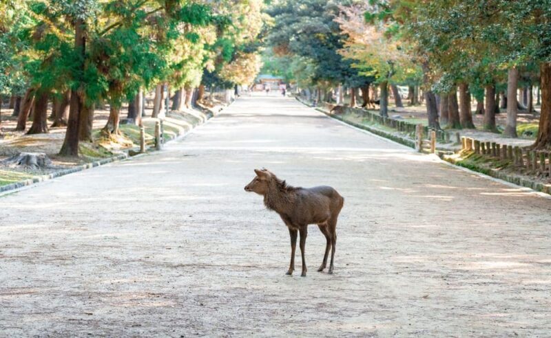 Nara: Private City Tour With A Local Guide - Exploring Nara: A Deep Dive into the Experience