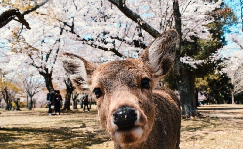 Nara: Private City Tour With A Local Guide - The Sum Up