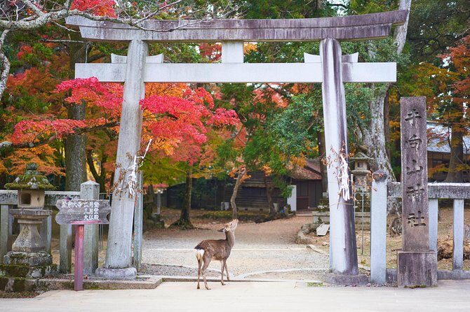 Nara Private Customizable Full Day Tour - Authentic Experiences and Authenticity
