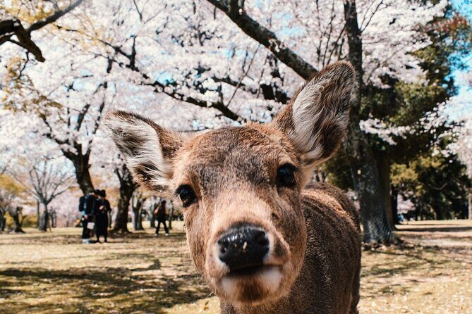 Nara : Private Day Walking Tour (From Osaka/Kyoto Possible) - Exploring Nara: A Private Day Walking Tour from Osaka or Kyoto