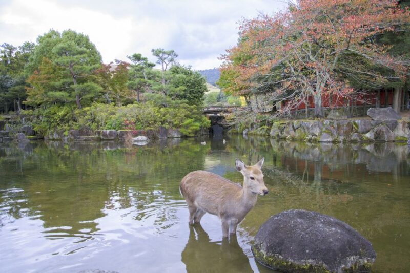 Nara: Private Walking Tour with a Local - Key Points