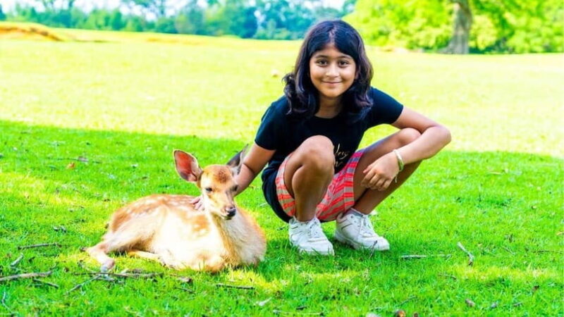 Nara: private walking tour with Deer and Temples - Key Points