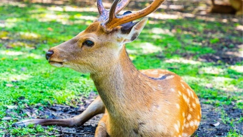 Nara: private walking tour with Deer and Temples - Exploring Nara: What to Expect on the Tour