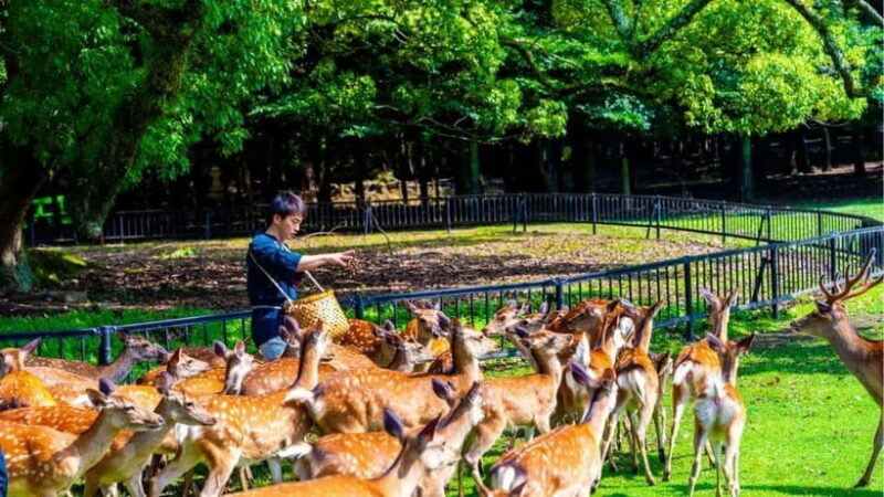 Nara: private walking tour with Deer and Temples - Detailed Breakdown of the Itinerary