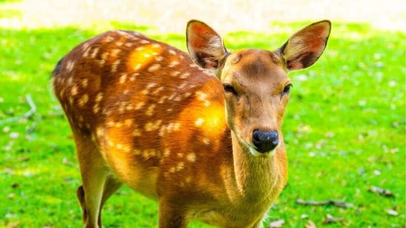 Nara: private walking tour with Deer and Temples - The Sum Up