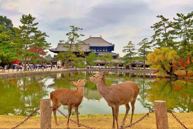 Nara: Sacred Deer & Tsubosaka-dera Full-Day Private Tour - Is $906.89 good value?