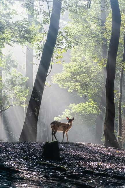 Nara: Sacred Morning Walk with Deer in the Mist - The Experience in Detail