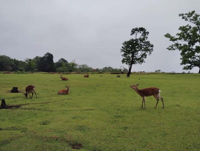 Nara: Sacred Morning Walk with Deer in the Mist - Who Should Consider This Tour?