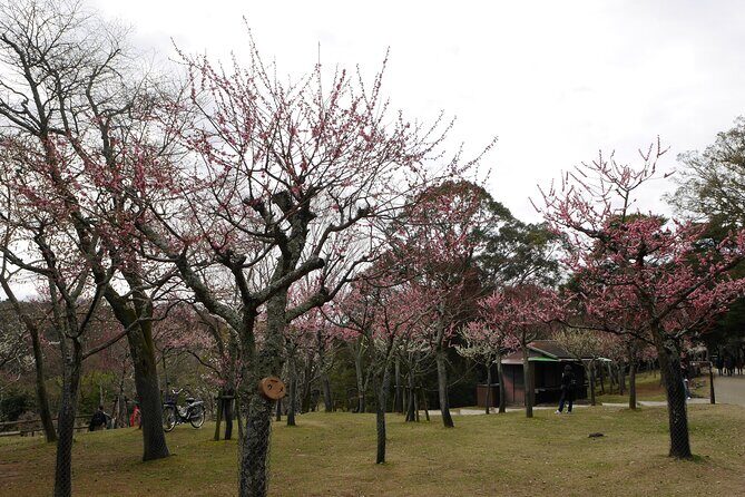 Nara Todaiji Kasuga Taisha Private Full Day Tour From Kyoto - What Makes This Tour Stand Out