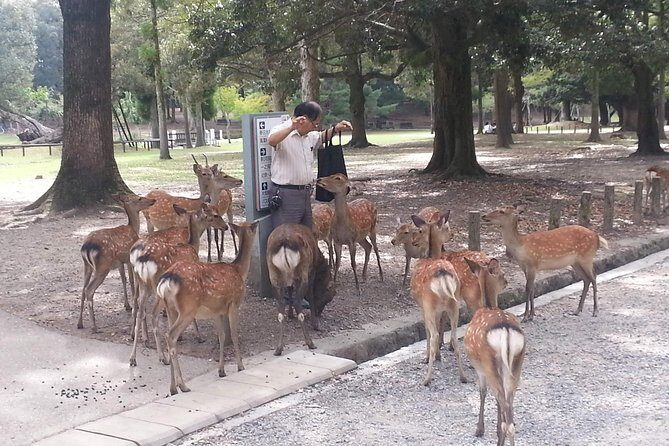 Nara Todaiji Lazy Bird Walking Tour - The Magnificent Daibutsuden (Great Buddha Hall)