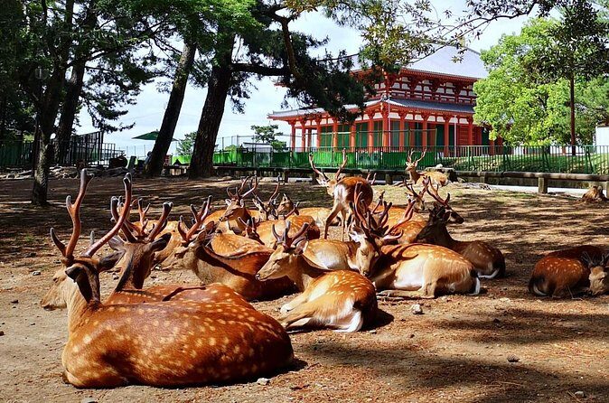Nara, Todaiji Temple and Kuroshio Market One Day Tour from Osaka - FAQ