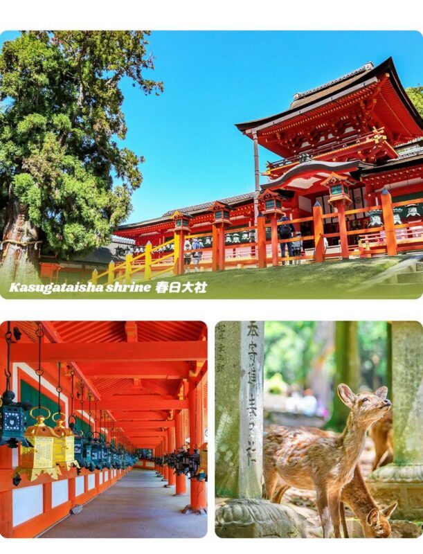 Nara & Uji Day Trip: Nara Park & Todai-ji Temple & Uji & Genji no Yu Onsen | Depart from Osaka - What the $44.85 starting price covers