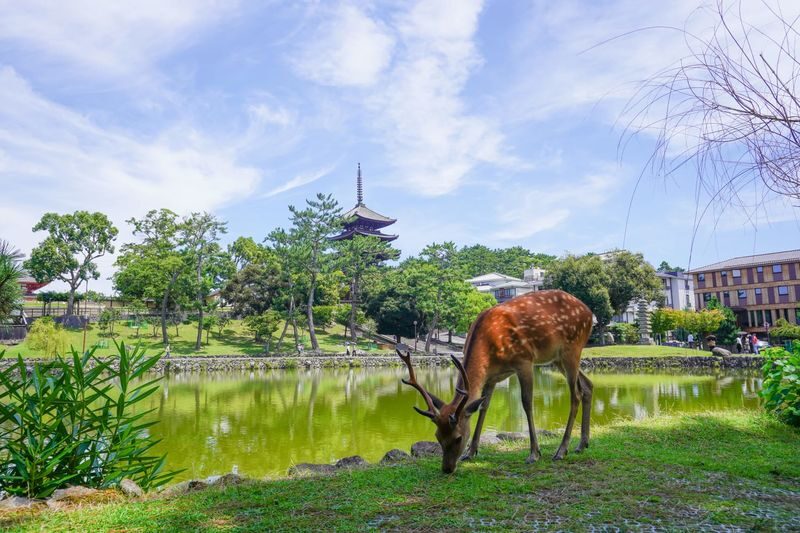 Nara UNESCO Walk: Todaiji, Great Buddha & Kasuga Taisha - At a glance
