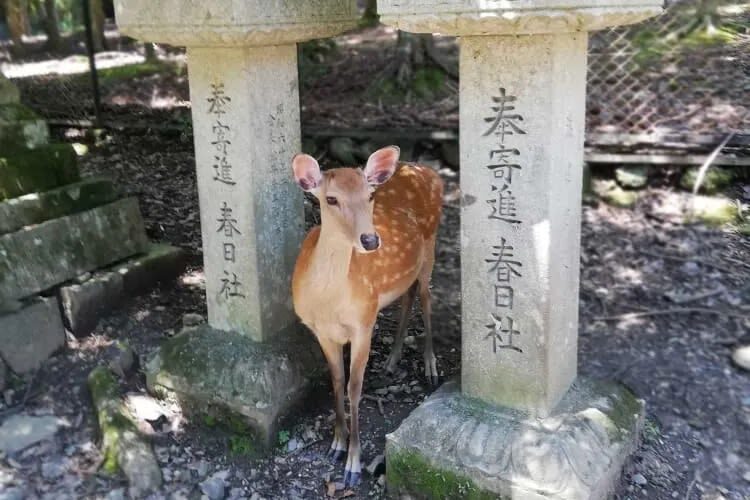 Nara UNESCO Walk: Todaiji, Great Buddha & Kasuga Taisha - Who should book this walk?