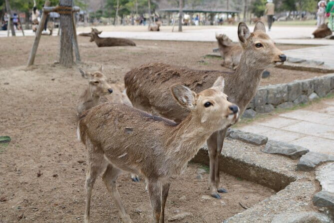 Nara With a Licensed Guide - FAQ