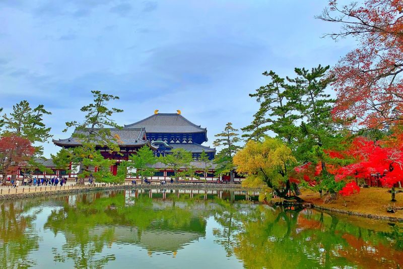 Nara World Heritage PRIVATE TOUR - Feeding Nara’s deer with care