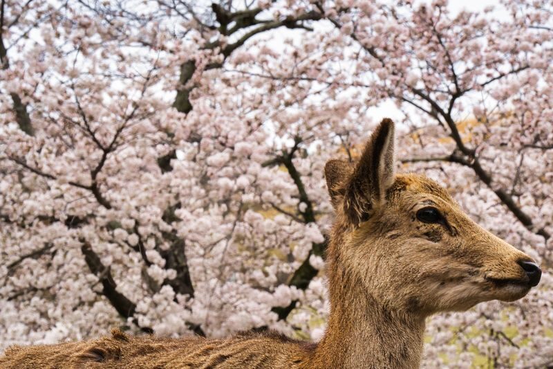 Nara World Heritage PRIVATE TOUR - Getting there and planning your walk