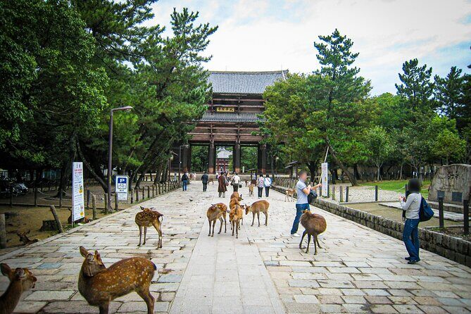 Nara World Heritage PRIVATE TOUR - Who Should Consider This Tour?