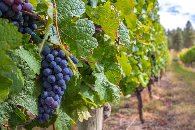 Naramata Bench 5 Winery Tour - Who Would Love This Tour?