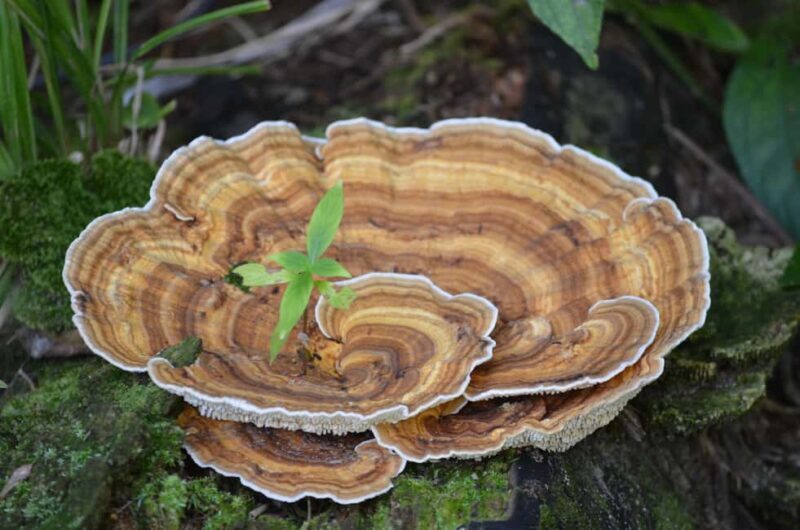 Nariva Swamp: Monkey Viewing Experience - Frequently Asked Questions