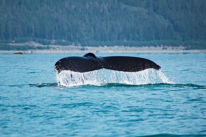 Narrated Whale Watching Cruise with Glacier View Stop - An In-Depth Look at the Whale Watching Experience