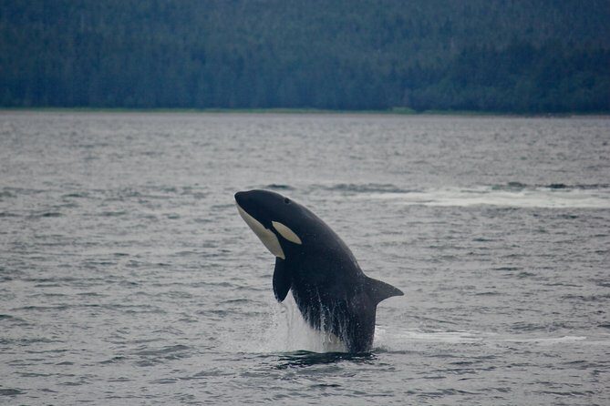 Narrated Whale Watching Cruise with Glacier View Stop - Final Thoughts