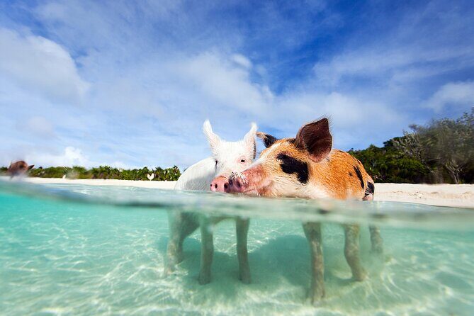 Nas: 3 islands Tour ,snorkel, Turtles, pigs and lunch - Key Points