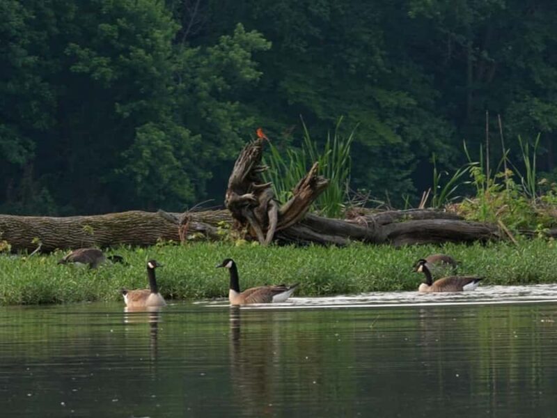 Nashville: Old Hickory Lake Clear Kayak Wildlife Tour - Key Points