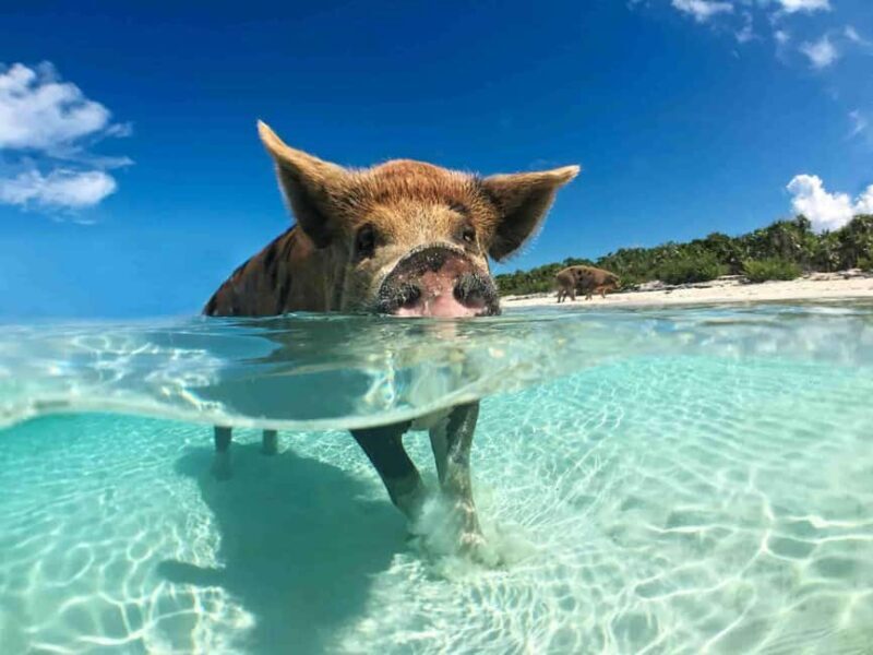 Nassau: 3-Island Snorkel Tour with Pigs, Beach Club, & Lunch - Key Points