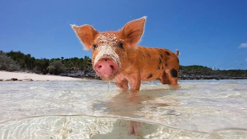 Nassau: 3-Island Snorkel Tour with Pigs, Beach Club, & Lunch - FAQ
