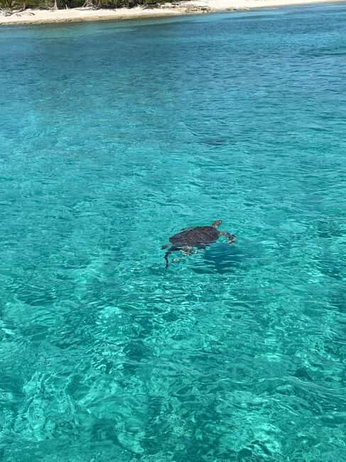 Nassau: 3 Islands Boat w/ Swimming Pigs, Snorkeling & Turtle - The Sum Up