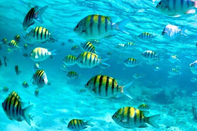 Nassau: 3 islands Pigs,Turtles,Snorkel & Beach Club with lunch - In-Depth Review of Nassaus 3 Islands Tour