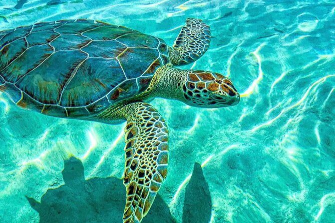 Nassau: 3 islands Pigs,Turtles,Snorkel & Beach Club with lunch - FAQs