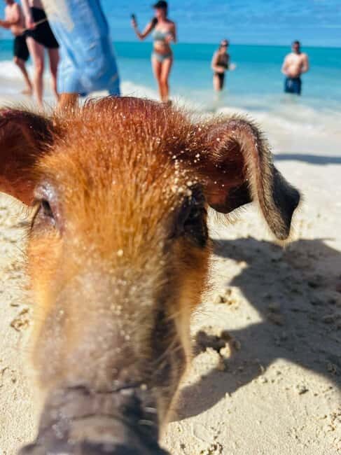Nassau: 3 Islands Tour, Snorkel, Pig Beach, Turtles & Lunch - Key Points