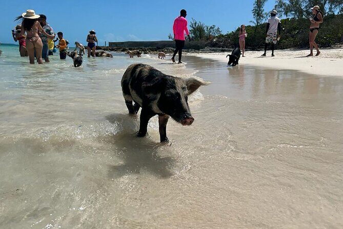 Nassau 3-stops: Snorkeling, Swimming Pigs, Turtles & Lunch - Detailed Itinerary Breakdown
