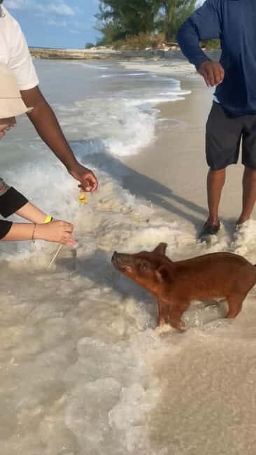 Nassau Bahamas: Jetcar Excursion to Pig Island Tour - Key Points