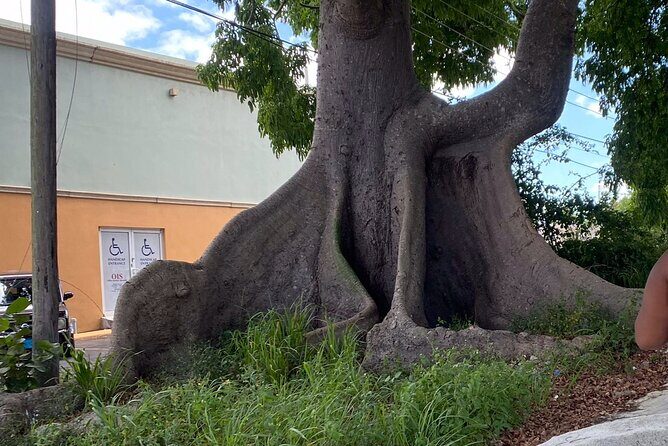 Nassau City Escape Transfer (One Way) - The Sum Up: Who Will Benefit Most?