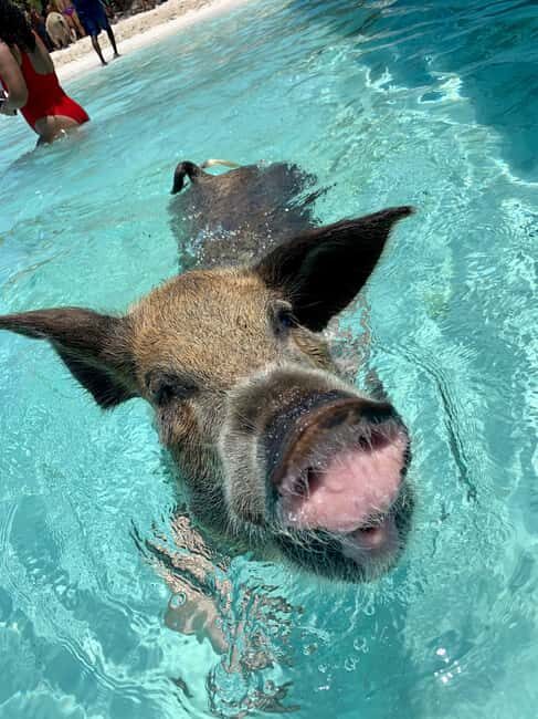 Nassau: Discover Exuma Island Hopping and Swimming Pigs Tour - Key Points