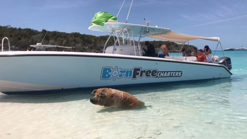 Nassau: Discover Exuma Island Hopping and Swimming Pigs Tour - Final Thoughts: Who Will Love This Tour?