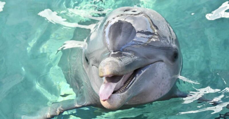 Nassau: Half-Day Guided Cay Cruise, Sea Life Watch & Snorkel - An In-Depth Look at the Nassau Cay Cruise Tour