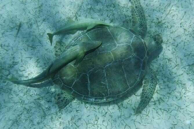 Nassau Optional Cay Hopping Tour on Rose and Pearl Island plus - Introduction to the Nassau Cay Hopping Experience