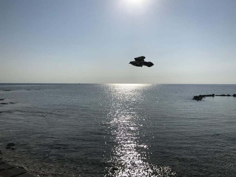 Nassau: Pearl Island Day Trip with Lunch and Snorkeling - Key Points