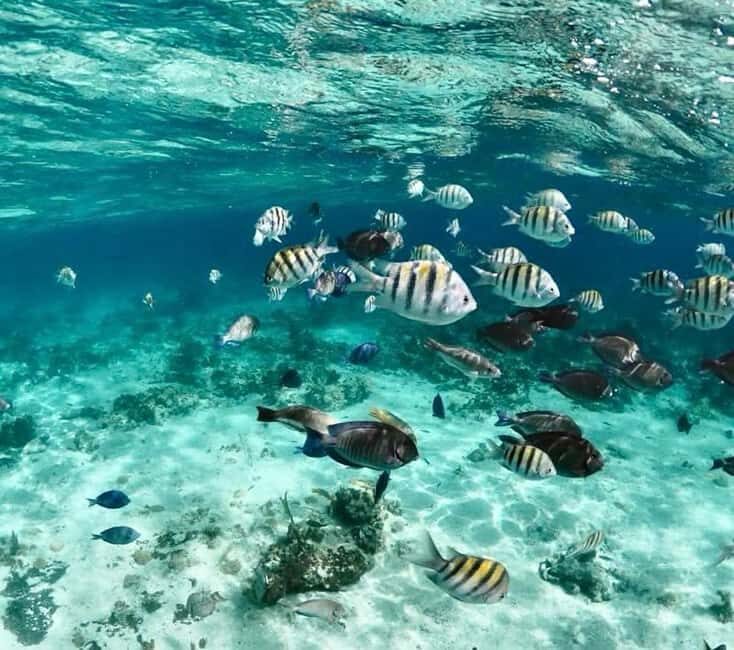 Nassau: Pigs, Snorkel, Turtles, Lunch, Private Beach Club - Who Should Book This Tour?