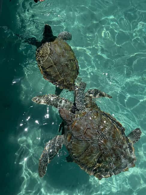 Nassau: Private Boat Charter Snorkel Tour - Final Thoughts