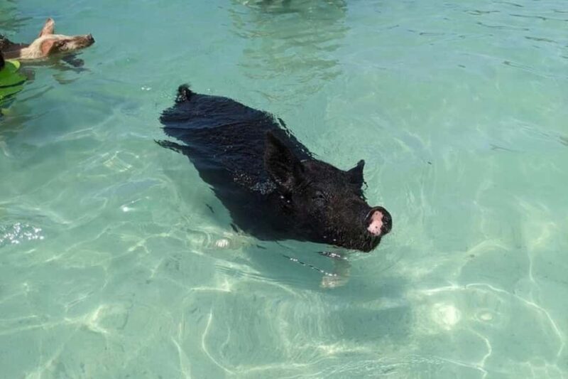 Nassau: Private Swim with Pigs and Snorkeling Adventure - FAQ