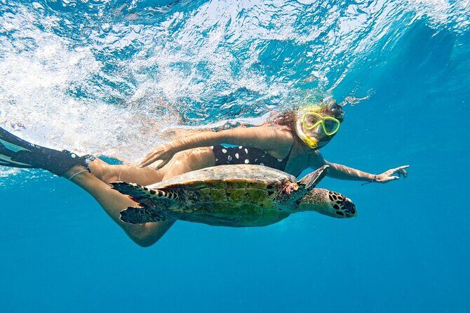 Nassau Private Swim with Pigs, Turtles and Snorkel Tour - FAQs